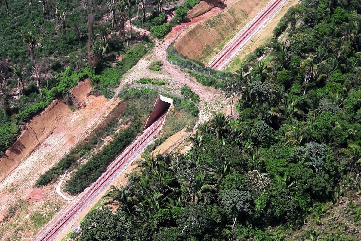 Primeiro viaduto para travessia de animais é construído no Pará .